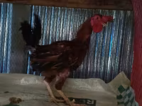 Chickens — फ़ोटो 3