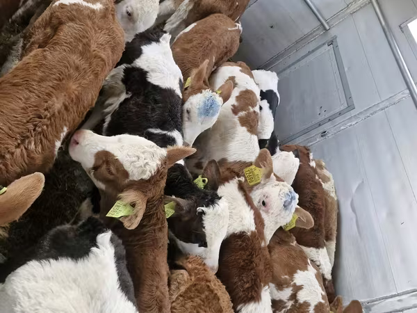 Bulle, Simmental cattle
