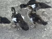 Ducks — foto 8