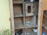 Birde problemi qapısın srublamalisiz Taxta göyərçin yuvası/qəfəs — foto 2