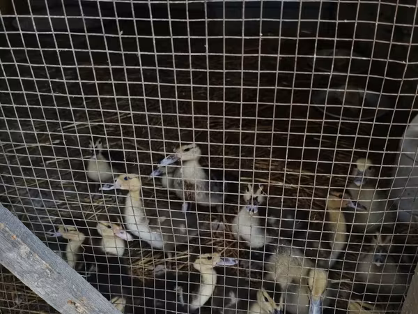 Hausente