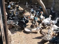 Ducks — photo 1