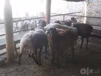 Qoç, Arabi sheep — foto 6