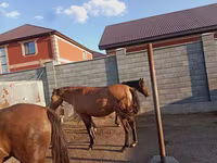 Caballo, Kazakh horse — foto 4
