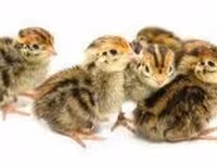 Quails — 照片 1