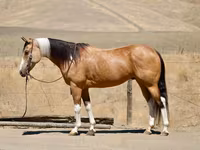 घोड़ी, Quarter Horse — फ़ोटो 1