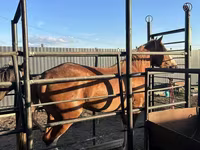 Caballo, Caballos — foto 6