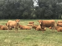 Bulle, Limousin-Kuh — Foto 2