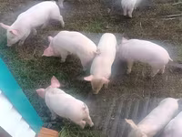 Eber, Schweine — Foto 1