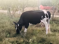 母牛, Holstein breed — 照片 3