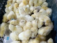 Chickens — foto 4