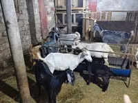 山羊（批次，未指定性别）, Goats — 照片 1