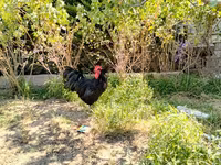 Australian Pit Game fowl — Foto 3