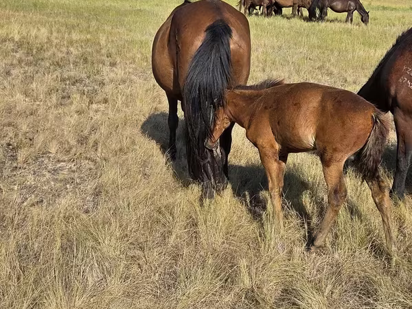 Stute, Kazakh horse
