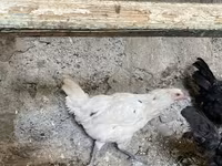 Australorp — Foto 8