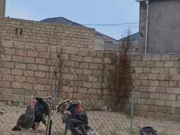 Turkeys