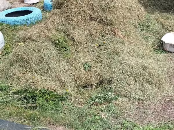 Хадсан өвс