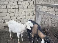 Dişi keçi, Nubian Goat — foto 2