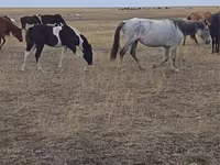 Mare, Horse breed — photo 4