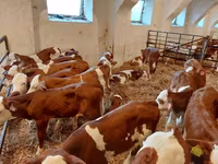 Бик, Simmental cattle — фото 3