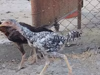 Chickens — Foto 2