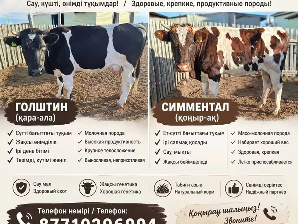 Kuh, Latvian Blue cattle