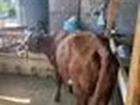Kuh, Latvian Blue cattle — Foto 8
