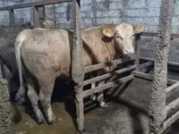公牛, Cattle — 照片 1