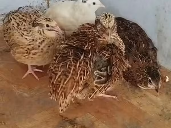 Quails
