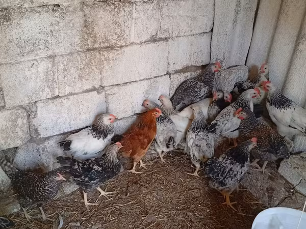 Gallina eslovena barrada