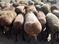 Ziegenbock, Beetal goats — Foto 5