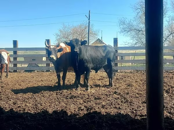 Toro, Aberdeen-Angus