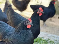 Australorp — Foto 3