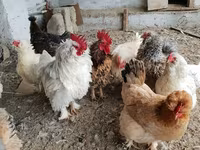 Chickens — foto 1
