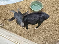 Cabro, Cabras — foto 6