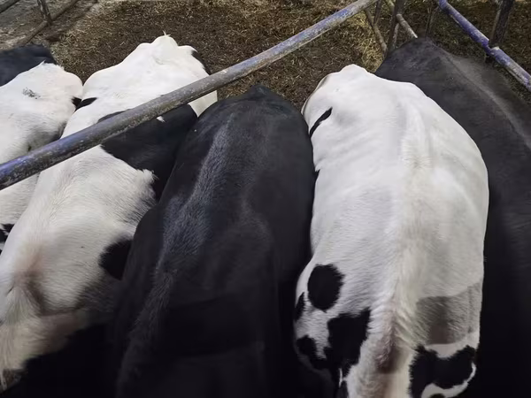 Kuh, Holstein-Rasse
