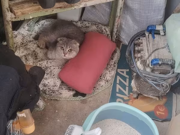 Pısıy satilir ev pisiydir herseyi var təcili 4 ayliq dır 120 m