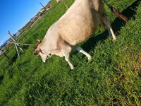 Vaca, Yak salvaje — foto 5