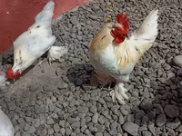 Chickens — Foto 7