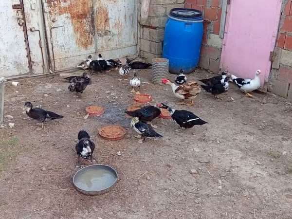 Domestic Muscovy