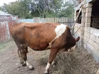 Vaca, Simmental cattle — foto 3