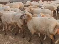 भेड़ें (लॉट, लिंग निर्दिष्ट नहीं), भेड़ — फ़ोटो 8
