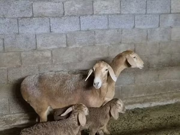मेढ़ा, Arashan sheep