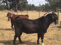 عنزة, Boer goat — الصورة 4