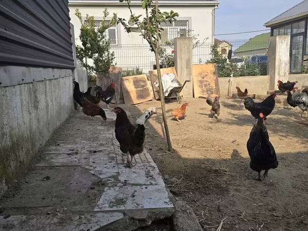 Chickens
