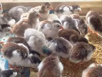 Chickens — 2-сурет