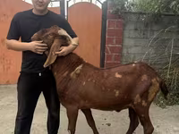 Cabro, Kamori goats — foto 1