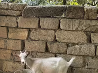 Cabra, Saanen goat — foto 6