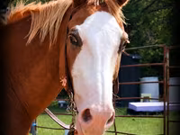 Hengst, American paint horse — Foto 2