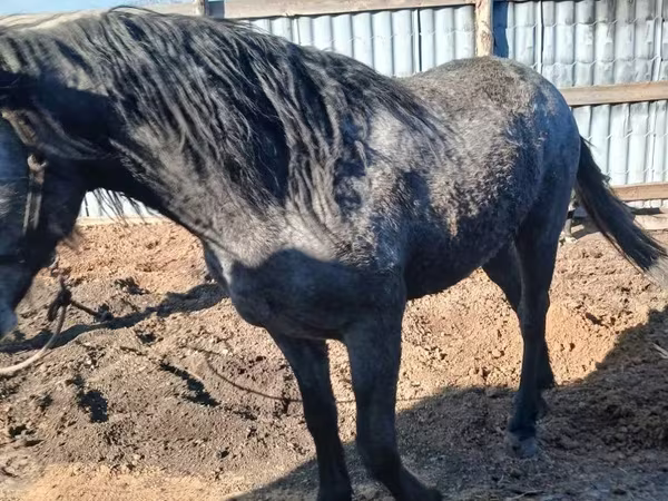 At, Orlov Trotter
